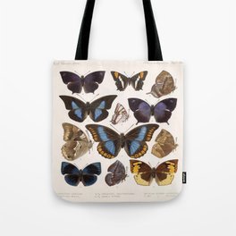 Vintage Scientific Insect Butterfly Moth Biological Hand Drawn Species Art Illustration Tote Bag | Insect, Moth, Colored Pencil, Biological, Butterfly, Handdrawn, Ink Pen, Speciesart, Drawing, Vintage 
