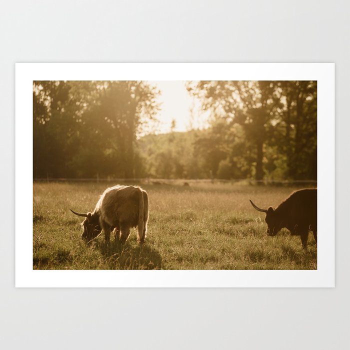 Scottish Highland Cattle Grazing Art Print