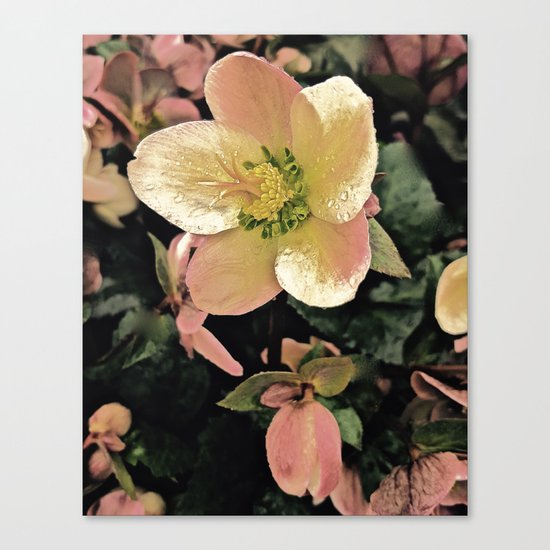 Helleborus Canvas Print