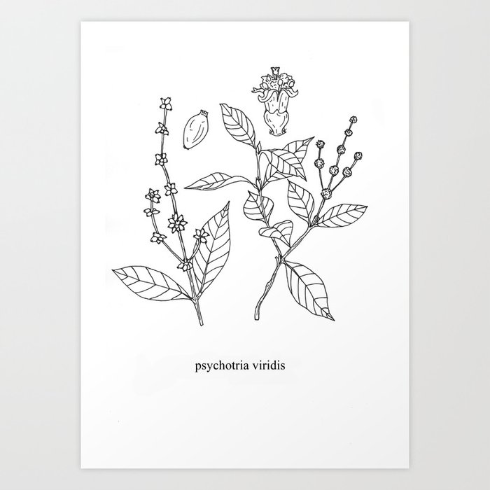 psychotria viridis Art Print