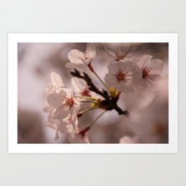 Cherry blossoms  Art Print | Photo, Flower, Calm, Heal, Kindness, Hope, Wish, Pink, Optimistic, Pure 