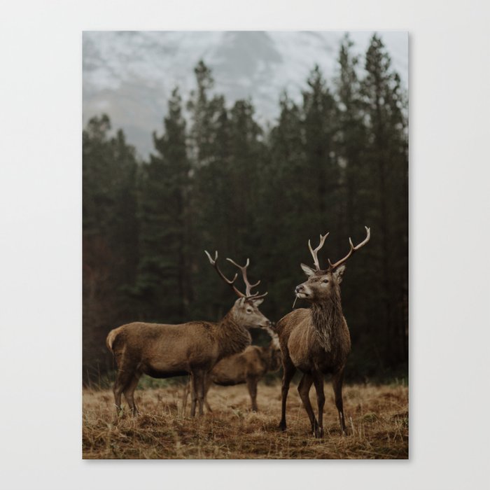 Deer. Scottish Highlands. Canvas Print