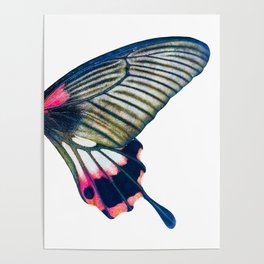 Butterfly right wing - find the left wing in my store :) Poster
