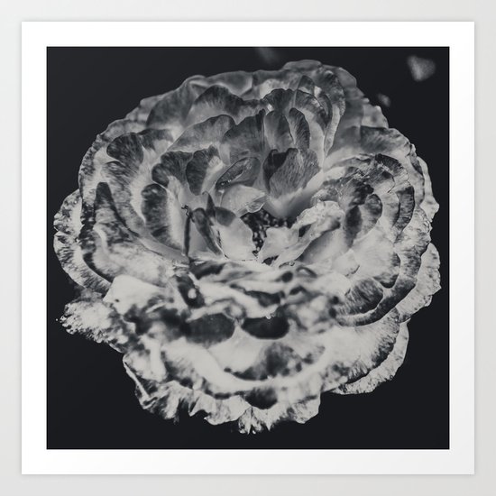 Desert Rose in Black and White Art Print