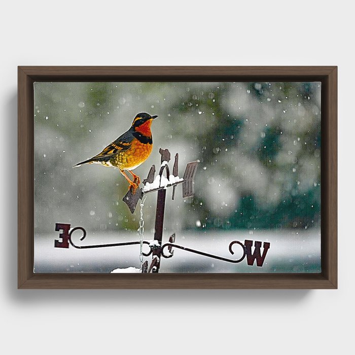 Varied Thrush into the Storm Framed Canvas
