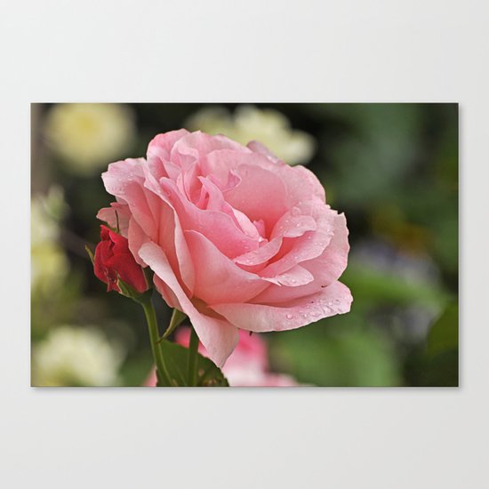 Pink wet rose Canvas Print