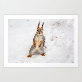Do you have any boots for squirrels? Art Print