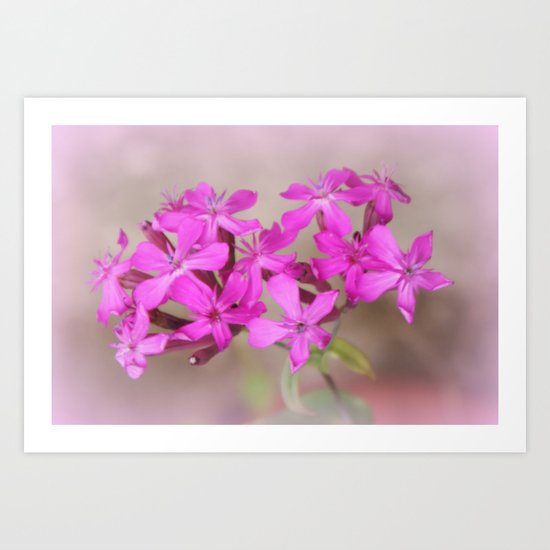Hydrangea Art Print