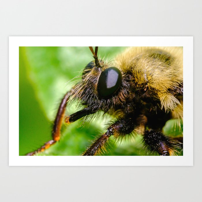 Fuzzy Bumblebee Macro Photograph Art Print