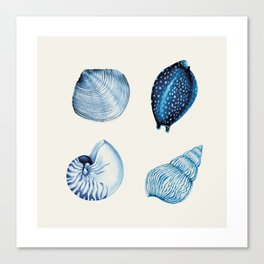 Blue Shell Study 2 Canvas Print