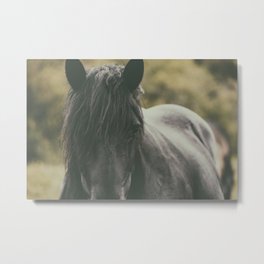 Black Horse Metal Print | Wild, Animal, Free, Look, Horse, Summe, Mountain, Black, Mare, Photo 