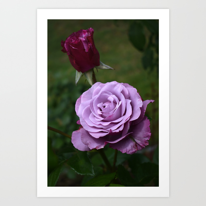 Une Rose Violette Art Print by Angelina Mei | Society6