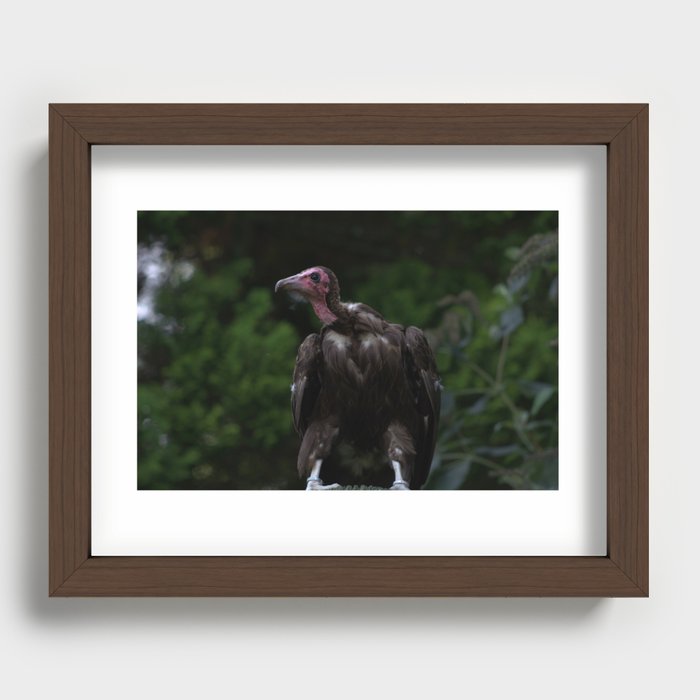 Vulture - Charity Proceeds Recessed Framed Print
