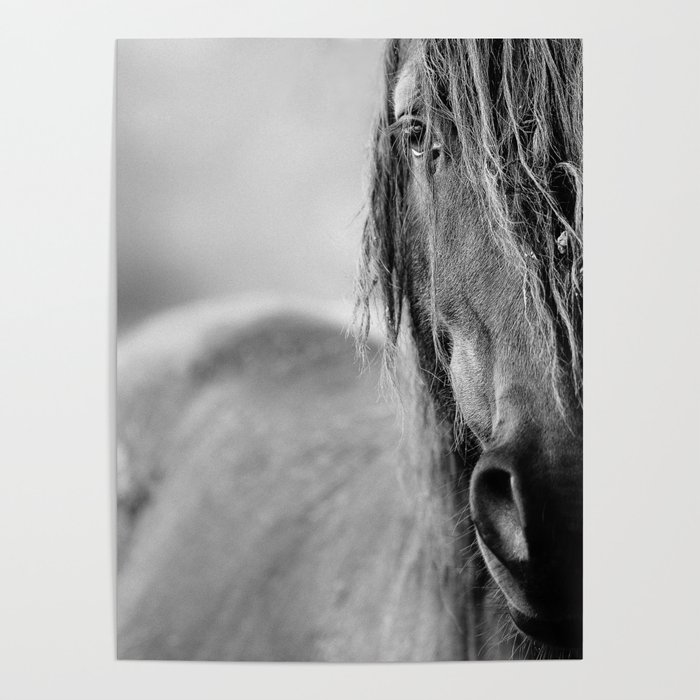 Horse Poster