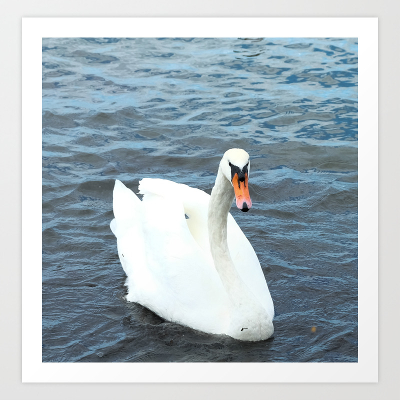 A Beautiful Swan In The Calm Sea Art Print By Kvexclusive Society6