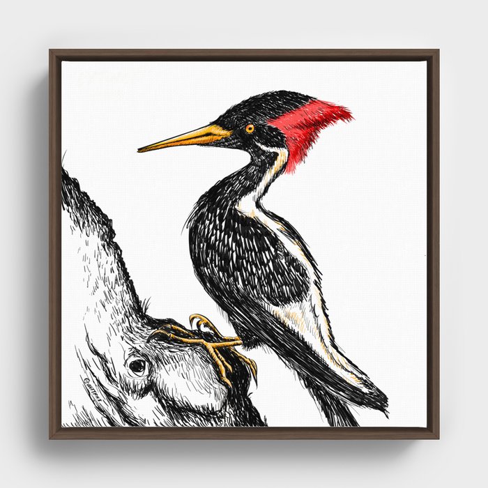 Ivory-Billed Woodpecker Framed Canvas | Drawing, Woodpecker, Ivory-billed, Bird, Extinct-bird, Bird-species, Endangered, Endangered-species, Wildlife, Bird-watching