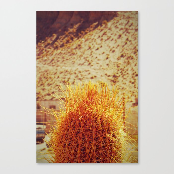Prickly Cactus Plant in Desert Photo Canvas Print