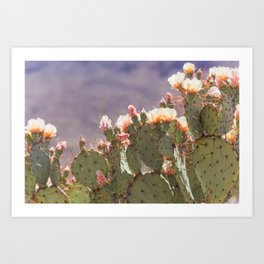 Prickly Pear Blooms I Art Print