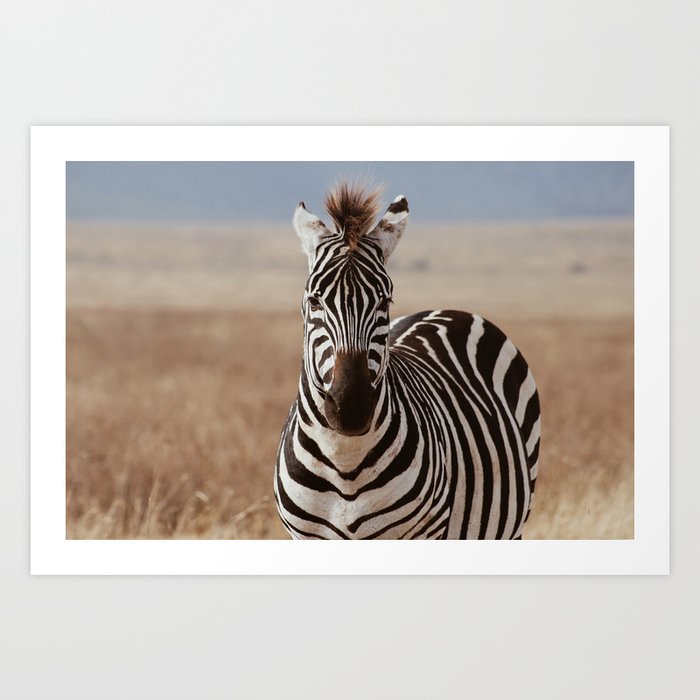 wild zebra Art Print