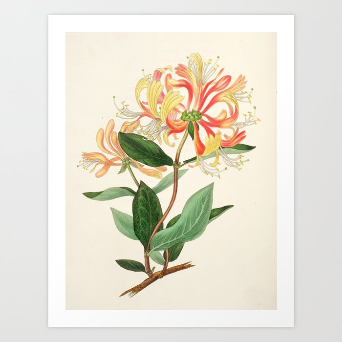 Honeysuckle from "The Moral of Flowers" (1833) by Rebecca Hey Art Print | Painting, Flowers, Gardening, Nature, Vintage, Botany