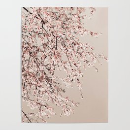 Flower photography - Spring Blossom Tree - Pretty Pink Floral Poster