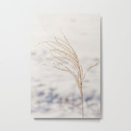 Plume of ornamental grass 'Miscanthus Sinensis Silberfeder' in the snow. Metal Print | Snow, White, Rural, Ornamentalgrass, Fragile, Miscanthus, Naturalcolor, Graceful, Plume, Grass 