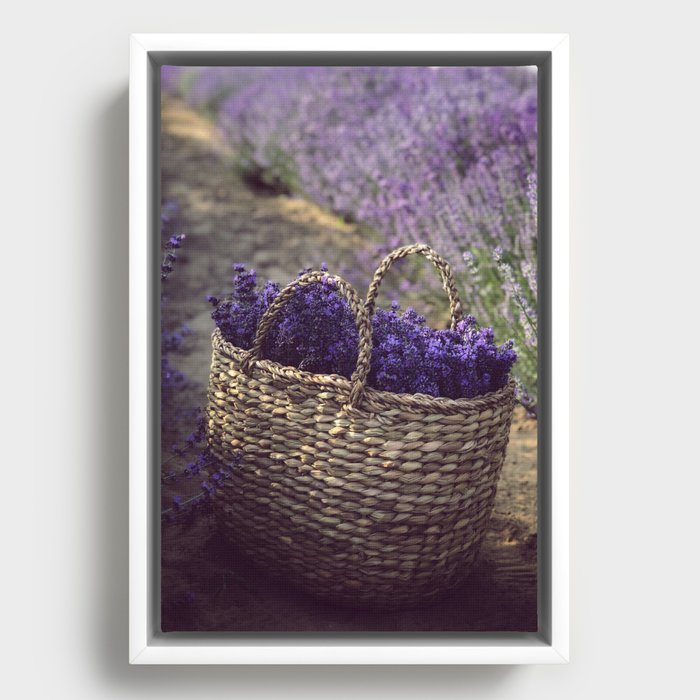 Basket of purple Tuscan lavender flowers and blossoms color portrait photograph / photography for dining room, kitchen, living room and home wall decor Framed Canvas