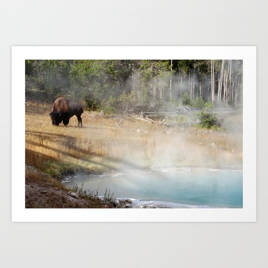 Buffalo at Thermal Pool Art Print
