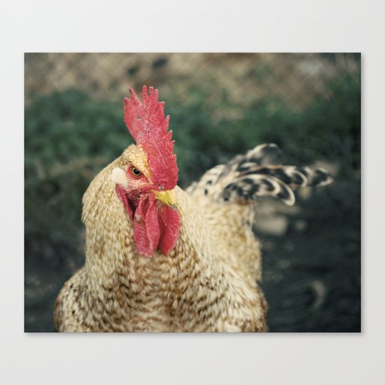gallo Canvas Print