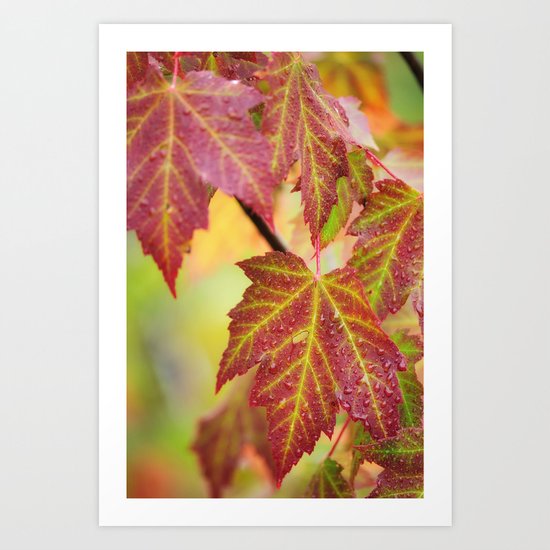Maple Leaves Art Print