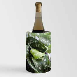 Scindapsus  |  The Houseplant Collection Wine Chiller