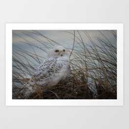 snowy owl in sand dunes Art Print