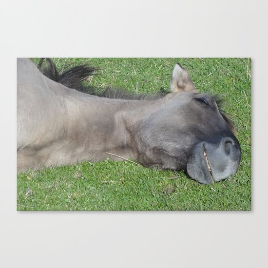 Grinning Horse Canvas Print