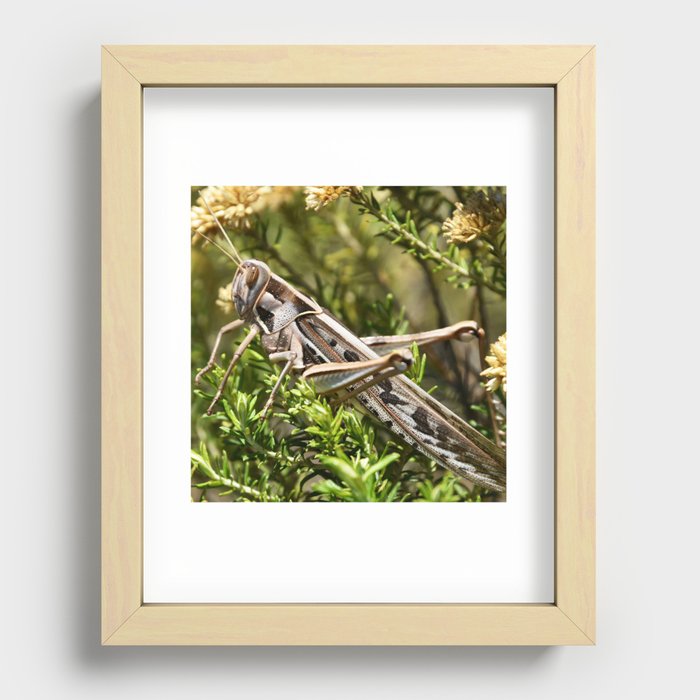 South Africa Photography - Insect In The Wilderness Recessed Framed Print