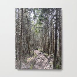 Wooded Trail Metal Print