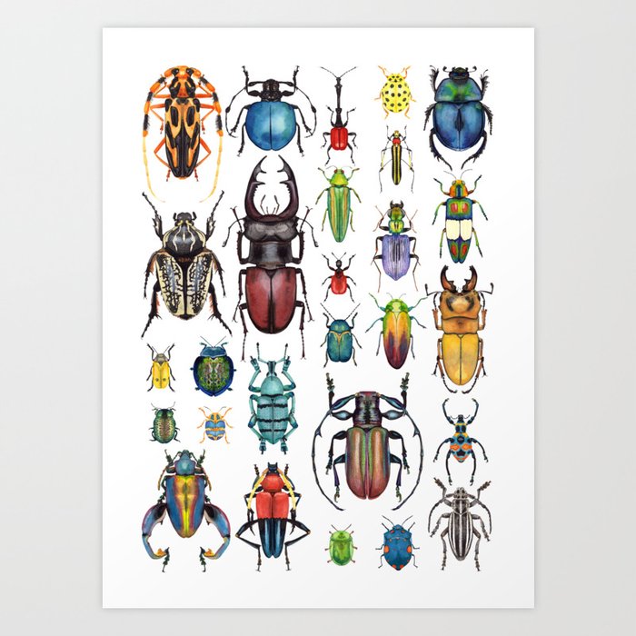 Beetle collection  Art Print