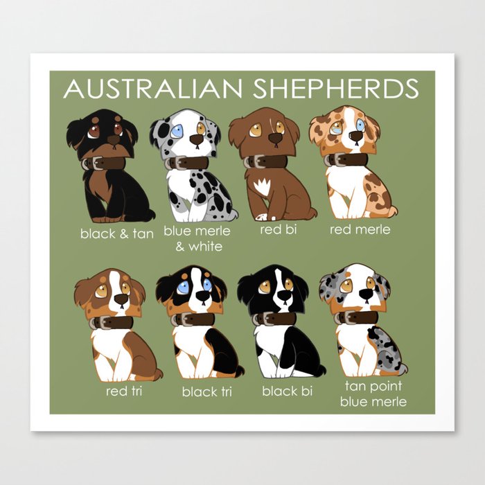 Australian Shepherds Canvas Print