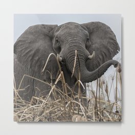 Elephant Along the Okavango River Metal Print | Tan, Riverbank, Gray, Color, Grey, Pachyderm, Blue, Gold, Trunk, Botswana 