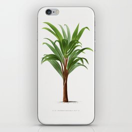 5 Les Palmiers Histoire iPhone Skin