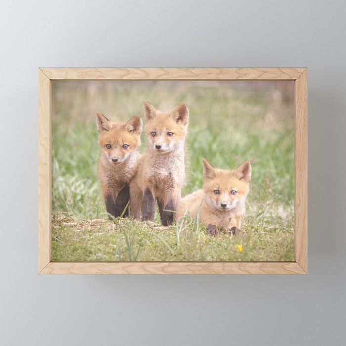 Siblings Baby Red Foxes in Field Animal / Wildlife Photograph Framed Mini Art Print