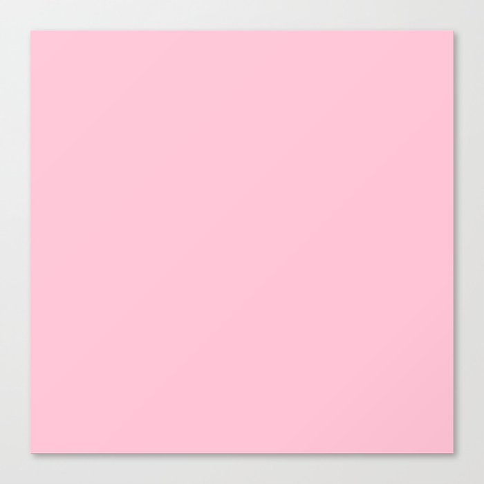 Echium Pink Canvas Print