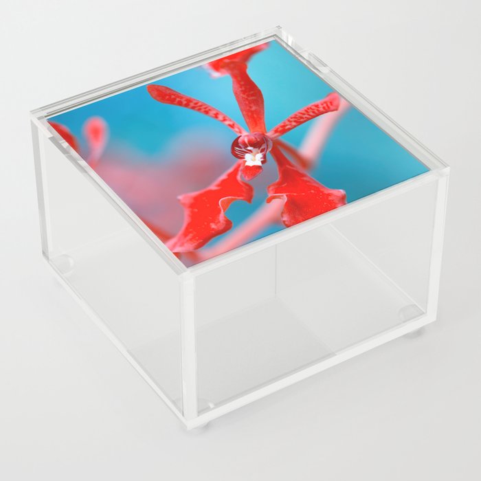Orchid In Varitone Red And Blue  Acrylic Box