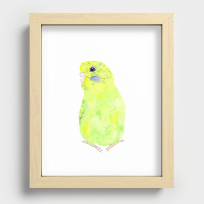 Budgie, parakeet bird Recessed Framed Print