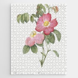 Pink French Rose,  Provins Rosebush (Rosa gallica rosea flore simplica)  by Pierre-Joseph Redouté. Jigsaw Puzzle