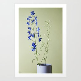 Blooming blue flowers on green backdrop | Still life photography art print | Studio photography Art Print