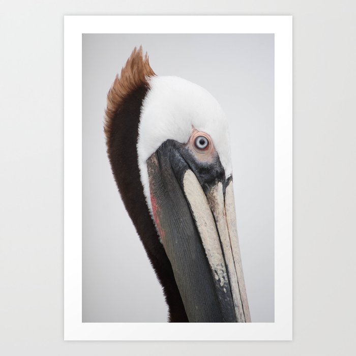 Pelican Portrait 1 Art Print