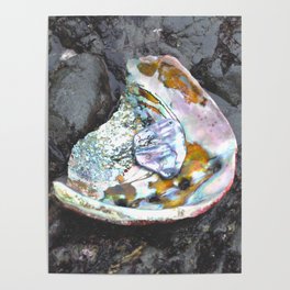 Abalone Shell Poster