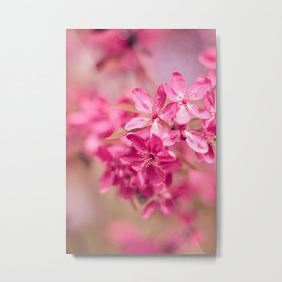 Pink Blossoms Metal Print