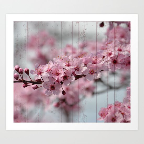 Cherry Blossoms on Wood Art Print