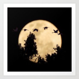 Feathered Moonscapes- Canada Geese Art Print